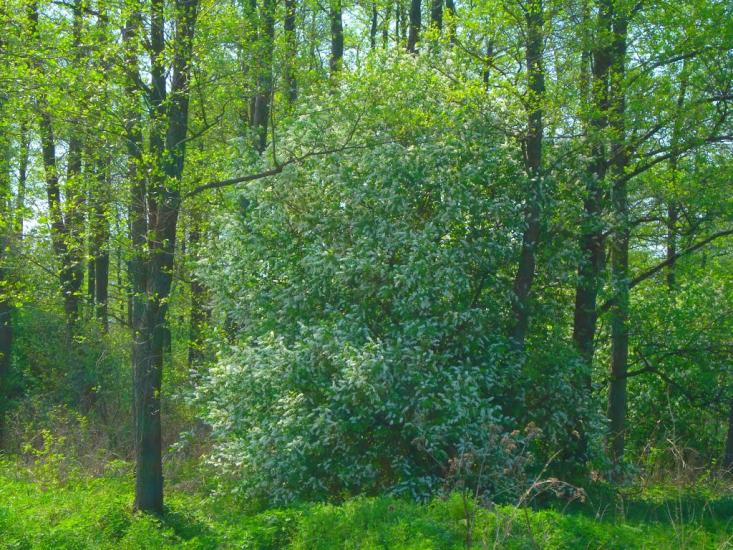 Топільне з panoramio.com - Topilne