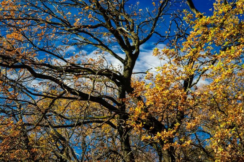 Кудряшівка з panoramio.com - Kudryashivka