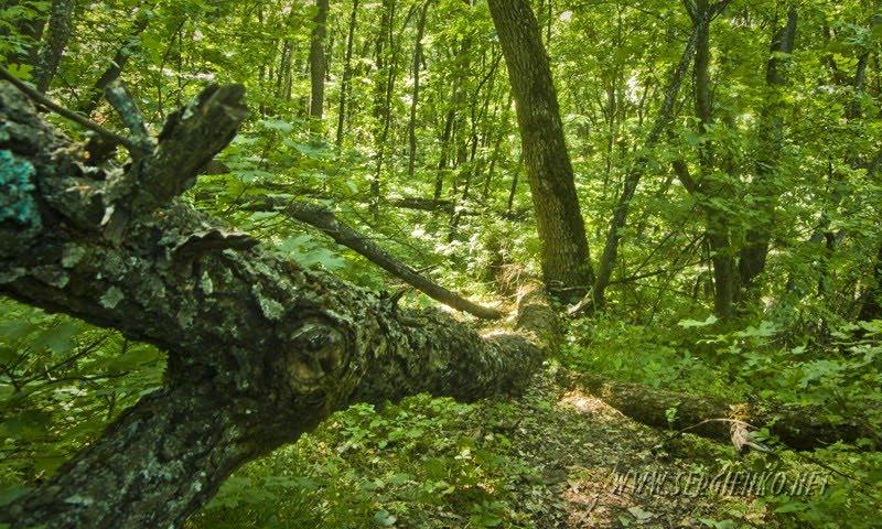 Червона Поляна з panoramio.com - Червоная Поляна