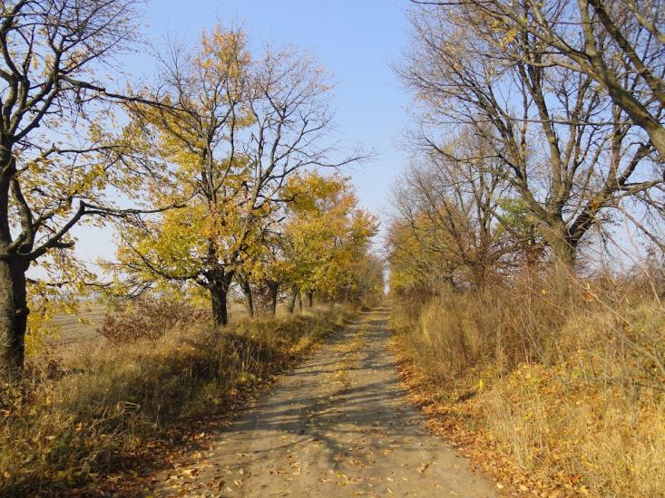 Хоминці з panoramio.com - Хоминці