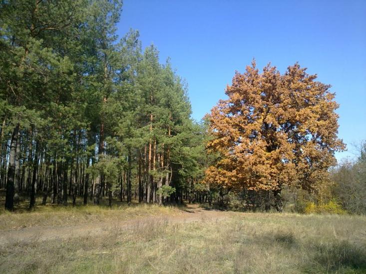 Красний Лиман з panoramio.com - Красный Лиман