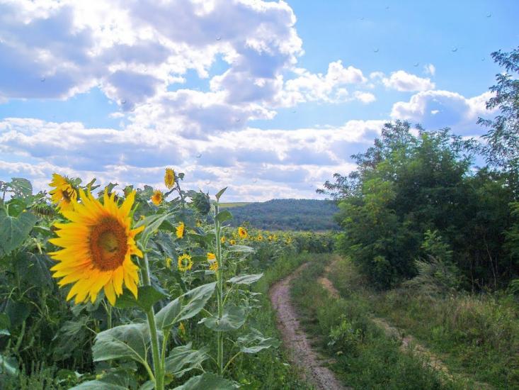 Зброшкове з panoramio.com - Zbroshkove