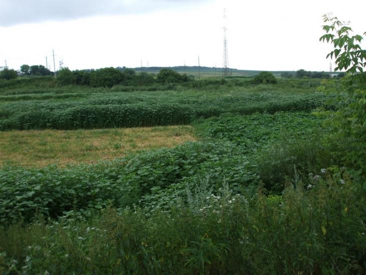 Ланівці з panoramio.com - Ланівці