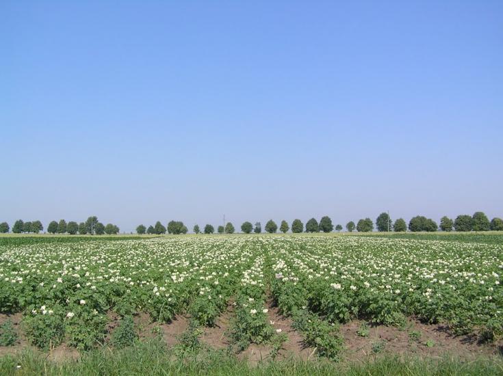 Горішнє Залуччя з panoramio.com - Горішнє Залуччя