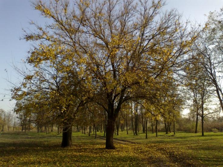 Солонці з panoramio.com - Солонцы