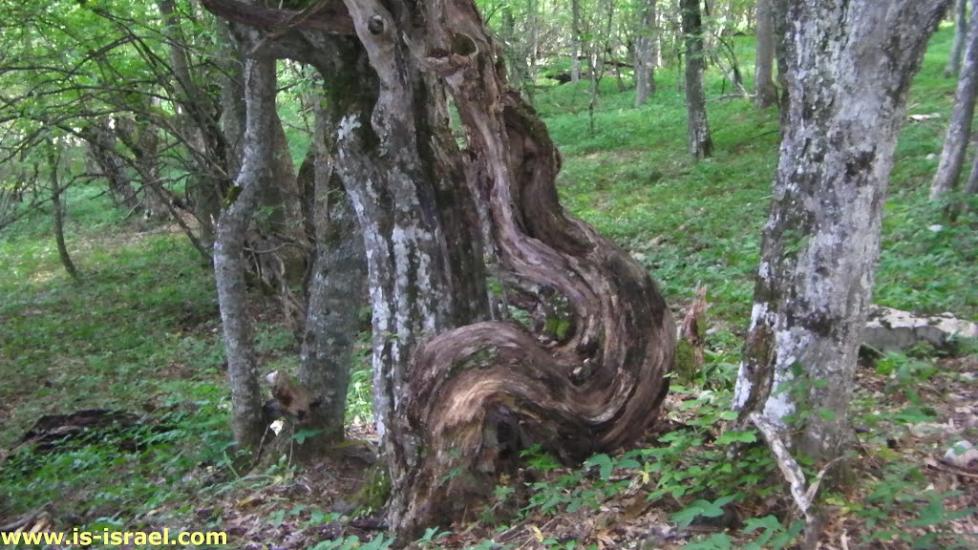 Многоріччя з panoramio.com - Многоріччя