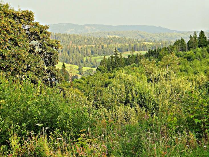 Климець з panoramio.com - Климець