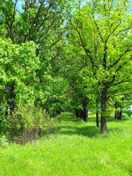 Білокузьминівка з panoramio.com - Білокузьминівка