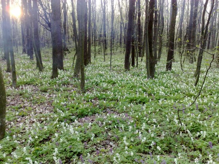 Лаврів з panoramio.com - Лавров