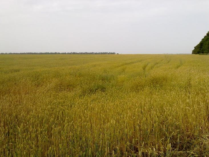 Рудівка з panoramio.com - Рудівка