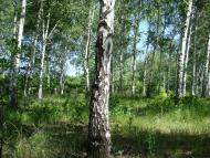 Ребрикове з panoramio.com