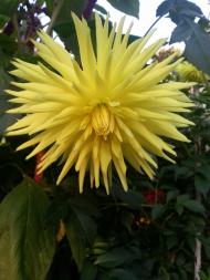 Раківка з panoramio.com