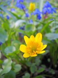 Михайлівка з panoramio.com