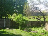 Рибальське з panoramio.com