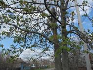 Пронозівка з panoramio.com