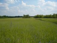 Комуніст з panoramio.com