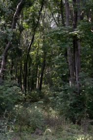 Новошевченкове з panoramio.com