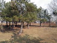 Миролюбівка з panoramio.com