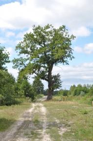 Бучин з panoramio.com