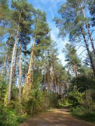 Петрове з panoramio.com