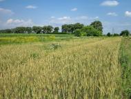 Триліси з panoramio.com