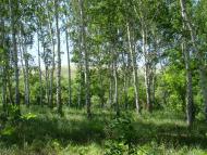 Ребрикове з panoramio.com