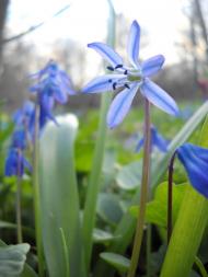Михайлівка з panoramio.com