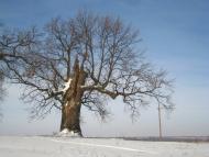 Підгірне з panoramio.com