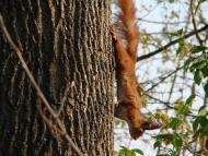 Мостове з panoramio.com