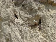 Пронозівка з panoramio.com