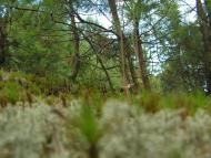 Лисняки з panoramio.com