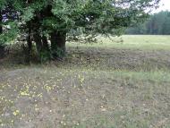 Авдіївка з panoramio.com