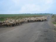 Виноградне з panoramio.com