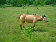 Носачевичі з panoramio.com