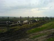 Княжичі з panoramio.com