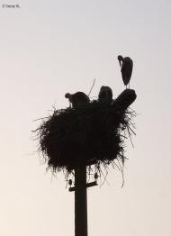 Куровичі з panoramio.com