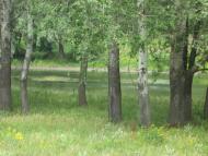 Червоний Оскіл з panoramio.com