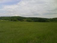 Кулібаба з panoramio.com