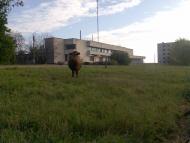 Мар'ївка з panoramio.com