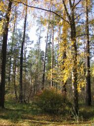 Зазим'я з panoramio.com