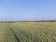 Червона Зірка - Останні фото