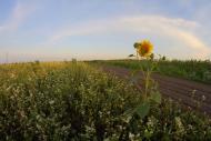 Берека з panoramio.com - Берека