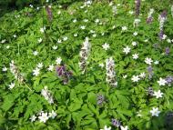 Лішня з panoramio.com