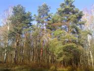 Вересівка з panoramio.com