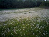 Дерегівка з panoramio.com