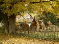 Карпатське з panoramio.com