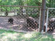 Пришиб з panoramio.com