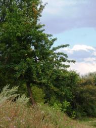 Басань з panoramio.com