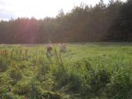 Бузівка з panoramio.com