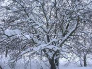Забріддя з panoramio.com - Zabriddya